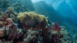 Seorang penyelam sedang merawat instalasi bibit terumbu karang di kawasan konservasi laut Indonesia untuk mendukung pemulihan ekosistem bawah laut yang rusak.