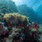 Seorang penyelam sedang merawat instalasi bibit terumbu karang di kawasan konservasi laut Indonesia untuk mendukung pemulihan ekosistem bawah laut yang rusak.