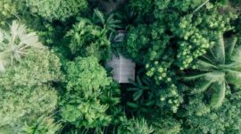 Pemandangan aerial tutupan tajuk hijau hutan hujan tropis Indonesia yang menjadi penyangga utama kestabilan iklim global dan habitat berbagai fauna langka.