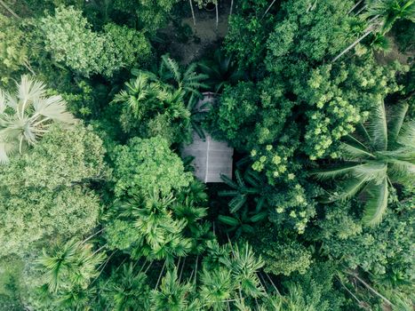 Pemandangan aerial tutupan tajuk hijau hutan hujan tropis Indonesia yang menjadi penyangga utama kestabilan iklim global dan habitat berbagai fauna langka.