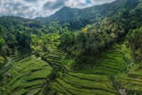 Kawasan hutan peneduh perkebunan kopi di pegunungan Indonesia yang tidak hanya menghasilkan biji kopi berkualitas tetapi juga menjaga kelestarian ekosistem dan satwa lokal.