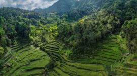 Kawasan hutan peneduh perkebunan kopi di pegunungan Indonesia yang tidak hanya menghasilkan biji kopi berkualitas tetapi juga menjaga kelestarian ekosistem dan satwa lokal.