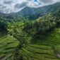 Kawasan hutan peneduh perkebunan kopi di pegunungan Indonesia yang tidak hanya menghasilkan biji kopi berkualitas tetapi juga menjaga kelestarian ekosistem dan satwa lokal.
