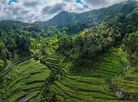 Kawasan hutan peneduh perkebunan kopi di pegunungan Indonesia yang tidak hanya menghasilkan biji kopi berkualitas tetapi juga menjaga kelestarian ekosistem dan satwa lokal.