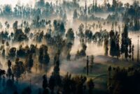 Kanopi hijau hutan hujan tropis Indonesia yang diselimuti kabut pagi menyajikan bentang alam kaya keanekaragaman hayati yang menjadi penopang keseimbangan iklim dan kehidupan masyarakat perkotaan.