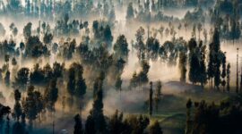 Kanopi hijau hutan hujan tropis Indonesia yang diselimuti kabut pagi menyajikan bentang alam kaya keanekaragaman hayati yang menjadi penopang keseimbangan iklim dan kehidupan masyarakat perkotaan.