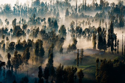 Kanopi hijau hutan hujan tropis Indonesia yang diselimuti kabut pagi menyajikan bentang alam kaya keanekaragaman hayati yang menjadi penopang keseimbangan iklim dan kehidupan masyarakat perkotaan.