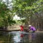 Pengunjung menikmati keasrian kawasan konservasi mangrove melalui jembatan kayu yang membelah rimbunnya benteng hijau pesisir.