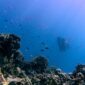 Seorang penyelam melintas di atas hamparan terumbu karang sehat yang dipenuhi kawanan ikan kecil di kawasan perairan terdepan Indonesia. Foto ini memperlihatkan keindahan sekaligus kerapuhan ekosistem bawah laut yang membutuhkan perlindungan berkelanjutan.