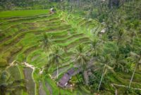 Sistem irigasi tradisional Subak di Bali memperlihatkan pembagian air yang adil dan harmoni antara lanskap pertanian dengan keseimbangan ekosistem sekitar.