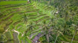 Sistem irigasi tradisional Subak di Bali memperlihatkan pembagian air yang adil dan harmoni antara lanskap pertanian dengan keseimbangan ekosistem sekitar.
