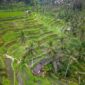 Sistem irigasi tradisional Subak di Bali memperlihatkan pembagian air yang adil dan harmoni antara lanskap pertanian dengan keseimbangan ekosistem sekitar.