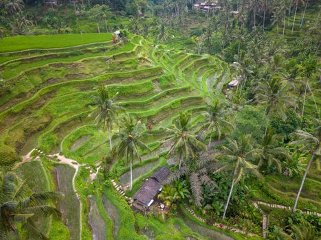 Sistem irigasi tradisional Subak di Bali memperlihatkan pembagian air yang adil dan harmoni antara lanskap pertanian dengan keseimbangan ekosistem sekitar.