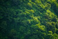 Pemandangan udara memperlihatkan pembukaan lahan yang mengikis kawasan hutan hujan tropis di Kalimantan, menegaskan mendesaknya langkah konservasi alam Indonesia.