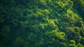 Pemandangan udara memperlihatkan pembukaan lahan yang mengikis kawasan hutan hujan tropis di Kalimantan, menegaskan mendesaknya langkah konservasi alam Indonesia.