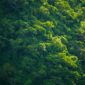 Pemandangan udara memperlihatkan pembukaan lahan yang mengikis kawasan hutan hujan tropis di Kalimantan, menegaskan mendesaknya langkah konservasi alam Indonesia.
