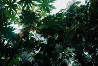 Sinar matahari menembus rimbunnya kanopi hutan tropis Indonesia yang terjaga kelestariannya. Konservasi berbasis masyarakat dan pilihan gaya hidup bijak menjadi kunci utama dalam mempertahankan fungsi ekosistem penting ini.