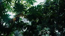 Sinar matahari menembus rimbunnya kanopi hutan tropis Indonesia yang terjaga kelestariannya. Konservasi berbasis masyarakat dan pilihan gaya hidup bijak menjadi kunci utama dalam mempertahankan fungsi ekosistem penting ini.