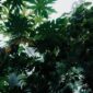 Sinar matahari menembus rimbunnya kanopi hutan tropis Indonesia yang terjaga kelestariannya. Konservasi berbasis masyarakat dan pilihan gaya hidup bijak menjadi kunci utama dalam mempertahankan fungsi ekosistem penting ini.