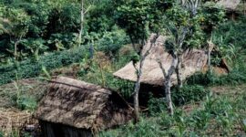 Masyarakat adat di Kalimantan Barat saat melakukan patroli rutin untuk memetakan dan menjaga batas hutan ulayat dari ancaman pembalakan liar.