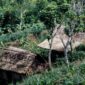 Masyarakat adat di Kalimantan Barat saat melakukan patroli rutin untuk memetakan dan menjaga batas hutan ulayat dari ancaman pembalakan liar.