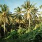Hamparan perkebunan kelapa sawit berkelanjutan di Indonesia yang dikelola dengan standar ramah lingkungan untuk mendukung industri hijau masa depan.