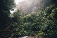 Kanopi hijau hutan tropis Nusantara yang rindang menjadi benteng pertahanan ekologis utama dalam menyaring udara bersih dan memelihara keanekaragaman hayati bangsa.