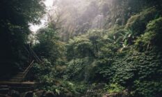 Menghirup Oksigen Nusantara: Membaca Denyut Kebangkitan Hutan Tropis Indonesia di Tahun 2026