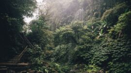 Kanopi hijau hutan tropis Nusantara yang rindang menjadi benteng pertahanan ekologis utama dalam menyaring udara bersih dan memelihara keanekaragaman hayati bangsa.