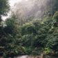 Kanopi hijau hutan tropis Nusantara yang rindang menjadi benteng pertahanan ekologis utama dalam menyaring udara bersih dan memelihara keanekaragaman hayati bangsa.