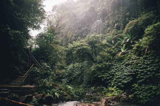 Kanopi hijau hutan tropis Nusantara yang rindang menjadi benteng pertahanan ekologis utama dalam menyaring udara bersih dan memelihara keanekaragaman hayati bangsa.