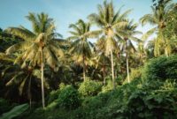 Warga lokal mengelola kawasan hutan desa berbasis keberlanjutan di daerah aliran sungai untuk menjaga pasokan air bersih dan melestarikan ekosistem bentang alam Nusantara.