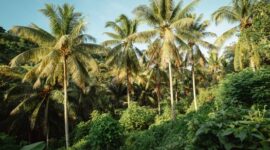 Warga lokal mengelola kawasan hutan desa berbasis keberlanjutan di daerah aliran sungai untuk menjaga pasokan air bersih dan melestarikan ekosistem bentang alam Nusantara.