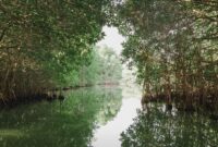 Sejumlah relawan dan wisatawan lokal tampak antusias menanam bibit mangrove muda di kawasan lumpur pesisir sebagai upaya menjaga ekosistem pantai dari abrasi.