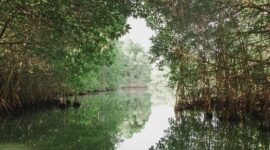 Sejumlah relawan dan wisatawan lokal tampak antusias menanam bibit mangrove muda di kawasan lumpur pesisir sebagai upaya menjaga ekosistem pantai dari abrasi.