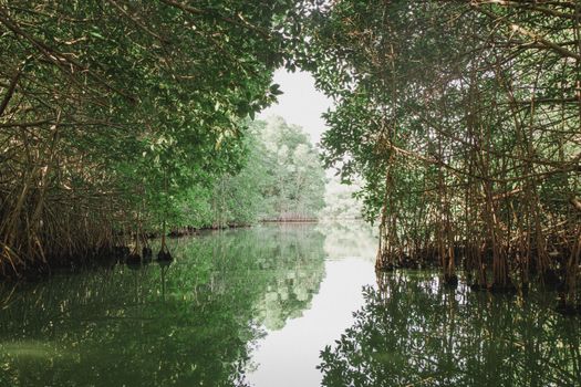 Sejumlah relawan dan wisatawan lokal tampak antusias menanam bibit mangrove muda di kawasan lumpur pesisir sebagai upaya menjaga ekosistem pantai dari abrasi.