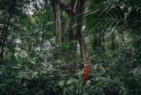 Sejumlah warga lokal dan relawan sedang menanam bibit pohon endemik di area restorasi hutan kawasan penyangga. Kegiatan ini bertujuan mengembalikan keanekaragaman hayati sekaligus memperkuat perekonomian berbasis lingkungan masyarakat sekitar.