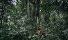 Merawat Harapan di Rimbun Rimba: Gaya Hidup Baru Restorasi Hutan Indonesia