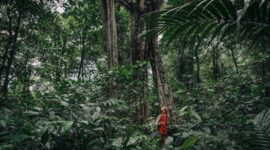Sejumlah warga lokal dan relawan sedang menanam bibit pohon endemik di area restorasi hutan kawasan penyangga. Kegiatan ini bertujuan mengembalikan keanekaragaman hayati sekaligus memperkuat perekonomian berbasis lingkungan masyarakat sekitar.