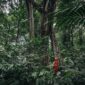 Sejumlah warga lokal dan relawan sedang menanam bibit pohon endemik di area restorasi hutan kawasan penyangga. Kegiatan ini bertujuan mengembalikan keanekaragaman hayati sekaligus memperkuat perekonomian berbasis lingkungan masyarakat sekitar.