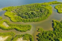 Seorang wisatawan menikmati suasana tenang saat menyusuri jembatan kayu di kawasan konservasi ekosistem mangrove pesisir yang rimbun dan lestari.