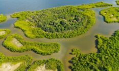 Menelusuri Keasrian Hutan Mangrove Pesisir Sebagai Tren Gaya Hidup Hijau Masyarakat Urban