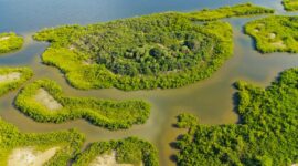 Seorang wisatawan menikmati suasana tenang saat menyusuri jembatan kayu di kawasan konservasi ekosistem mangrove pesisir yang rimbun dan lestari.