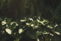 Sinar matahari menembus rapatnya kanopi hutan tropis Indonesia yang terjaga kelestariannya. Keberadaan ekosistem sehat ini bergantung pada komitmen bersama dalam menerapkan pola hidup ramah lingkungan.