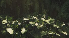 Sinar matahari menembus rapatnya kanopi hutan tropis Indonesia yang terjaga kelestariannya. Keberadaan ekosistem sehat ini bergantung pada komitmen bersama dalam menerapkan pola hidup ramah lingkungan.