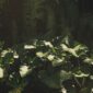 Sinar matahari menembus rapatnya kanopi hutan tropis Indonesia yang terjaga kelestariannya. Keberadaan ekosistem sehat ini bergantung pada komitmen bersama dalam menerapkan pola hidup ramah lingkungan.