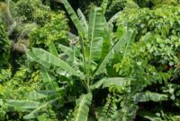 Tumpukan tutupan vegetasi hijau di hutan hujan tropis Indonesia yang menjadi benteng utama penyerapan karbon serta penyedia sumber air bersih bagi kehidupan di sekitarnya.