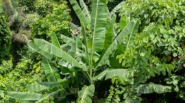 Tumpukan tutupan vegetasi hijau di hutan hujan tropis Indonesia yang menjadi benteng utama penyerapan karbon serta penyedia sumber air bersih bagi kehidupan di sekitarnya.