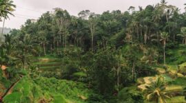 Hamparan perkebunan kelapa sawit berkelanjutan di Indonesia yang kini mengenerapkan standar kelestarian lingkungan ketat demi menjaga ekosistem hutan hujan tropis.