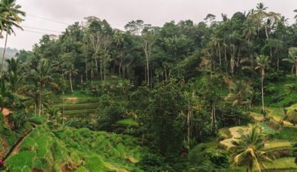 Menelusuri Jejak Minyak Sawit dalam Rutinitas Pagi Hingga Gaya Hidup Ramah Lingkungan
